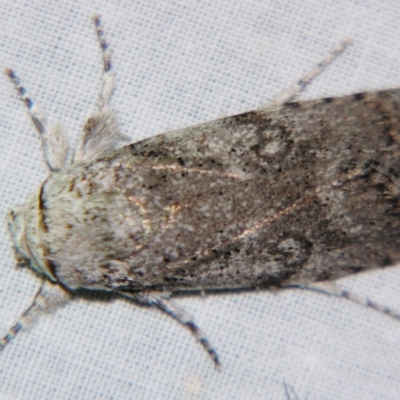 Cryptophasa irrorata (A Gelechioid moth (Xyloryctidae)) at Sheldon, QLD - 21 Sep 2007 by PJH123