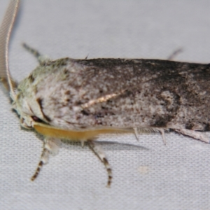 Cryptophasa irrorata at Sheldon, QLD - 21 Sep 2007