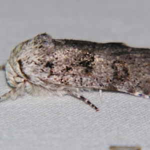 Cryptophasa irrorata at Sheldon, QLD - suppressed