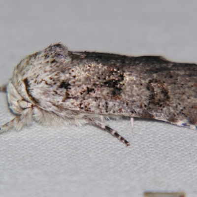 Cryptophasa irrorata (A Gelechioid moth (Xyloryctidae)) at Sheldon, QLD - 21 Sep 2007 by PJH123