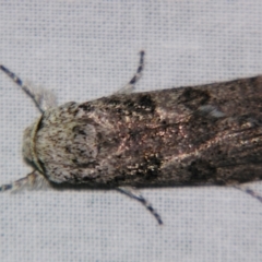 Cryptophasa irrorata at Sheldon, QLD - 21 Sep 2007