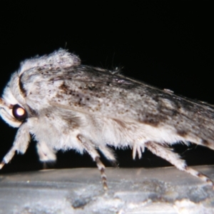 Cryptophasa irrorata at Sheldon, QLD - suppressed