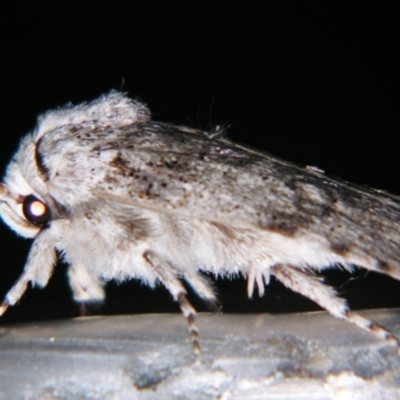 Cryptophasa irrorata (A Gelechioid moth (Xyloryctidae)) at Sheldon, QLD - 21 Sep 2007 by PJH123