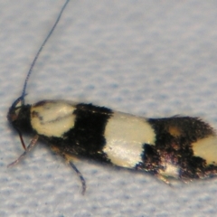 Delophanes anthracephala (A Concealer moth (Barea group)) at Sheldon, QLD - 21 Sep 2007 by PJH123