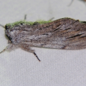 Destolmia lineata at Sheldon, QLD - 22 Sep 2007