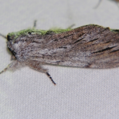 Destolmia lineata (Streaked Notodontid Moth) at Sheldon, QLD - 22 Sep 2007 by PJH123