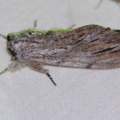 Destolmia lineata (Streaked Notodontid Moth) at Sheldon, QLD - 21 Sep 2007 by PJH123