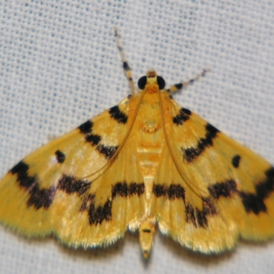 Dichocrocis clytusalis (Kurrajong Leaf-tier, Kurrajong Bag Moth) at Sheldon, QLD - 21 Sep 2007 by PJH123