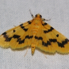 Dichocrocis clytusalis at Sheldon, QLD - suppressed