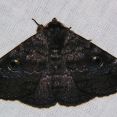 Donuca castalia (An Erebid moth (Catocalini)) at Sheldon, QLD - 21 Sep 2007 by PJH123