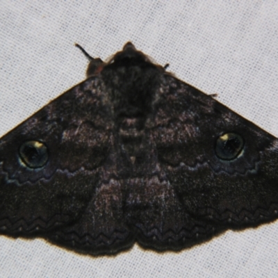 Donuca castalia (An Erebid moth (Catocalini)) at Sheldon, QLD - 21 Sep 2007 by PJH123