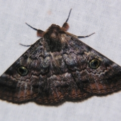 Donuca castalia (An Erebid moth (Catocalini)) at Sheldon, QLD - 21 Sep 2007 by PJH123