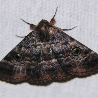 Donuca castalia (An Erebid moth (Catocalini)) at Sheldon, QLD - 21 Sep 2007 by PJH123