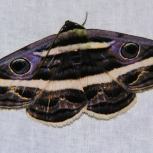 Donuca rubropicta at Sheldon, QLD - suppressed