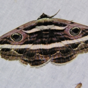 Donuca rubropicta at Sheldon, QLD - 21 Sep 2007 09:08 PM