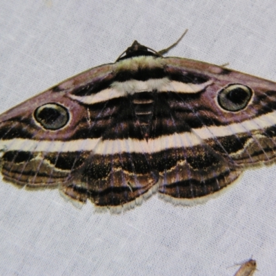 Donuca rubropicta (White Banded Noctuid Moth) at Sheldon, QLD - 21 Sep 2007 by PJH123