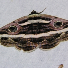 Donuca rubropicta (White Banded Noctuid Moth) at Sheldon, QLD - 21 Sep 2007 by PJH123