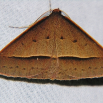 Epidesmia chilonaria (Golden-winged Epidesmia) at Sheldon, QLD - 22 Sep 2007 by PJH123