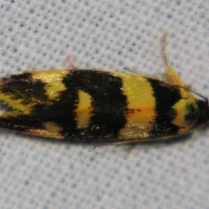 Eulechria (genus) at Sheldon, QLD - suppressed