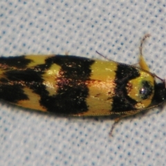Eulechria (genus) at Sheldon, QLD - suppressed