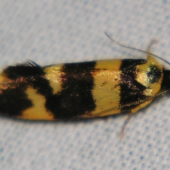 Eulechria (genus) at Sheldon, QLD - suppressed