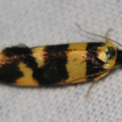 Eulechria (genus) at suppressed - 21 Sep 2007