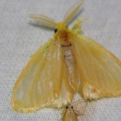 Euproctis (genus) (A Tussock Moth) at Sheldon, QLD - 21 Sep 2007 by PJH123