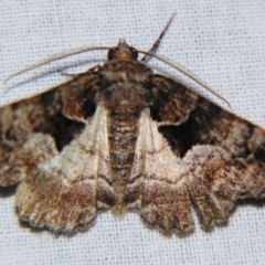 Gastrina cristaria (Wave-lined Geometrid) at Sheldon, QLD - 21 Sep 2007 by PJH123