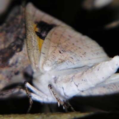 Gastrophora henricaria (Fallen-bark Looper, Beautiful Leaf Moth) at Sheldon, QLD - 21 Sep 2007 by PJH123