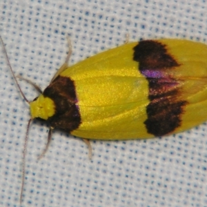 Heterallactis euchrysa at Sheldon, QLD - 21 Sep 2007