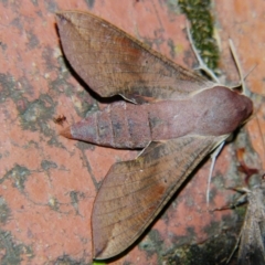 Hippotion scrofa (Coprosma Hawk Moth) at Sheldon, QLD - 22 Sep 2007 by PJH123