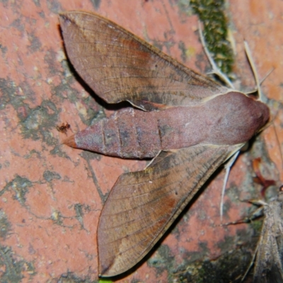 Hippotion scrofa (Coprosma Hawk Moth) at Sheldon, QLD - 21 Sep 2007 by PJH123
