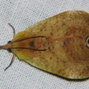 Hyblaea ibidias at Sheldon, QLD - suppressed