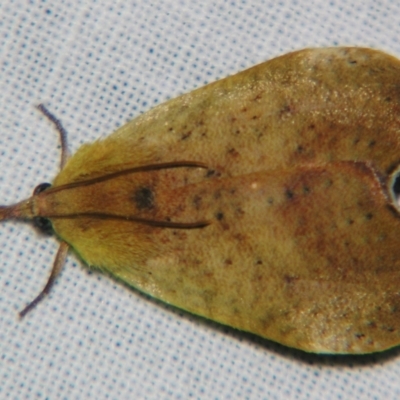 Hyblaea ibidias (A Teak moth (Hyblaeidae family).) at Sheldon, QLD - 21 Sep 2007 by PJH123