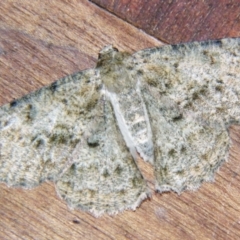 Hypodoxa conspurcata (A Textured emerald) at Sheldon, QLD - 21 Sep 2007 by PJH123