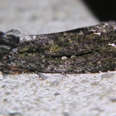 Neola semiaurata (Wattle Notodontid Moth) at Sheldon, QLD - 21 Sep 2007 by PJH123