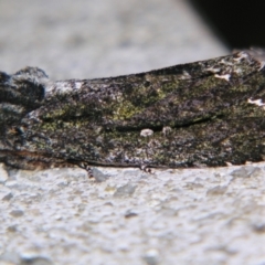 Neola semiaurata (Wattle Notodontid Moth) at Sheldon, QLD - 22 Sep 2007 by PJH123