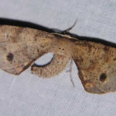 Parepisparis excusata (Marbled Twisted Moth) at Sheldon, QLD - 22 Sep 2007 by PJH123