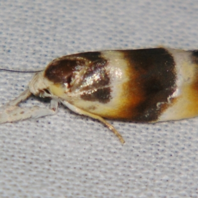 Piloprepes anassa (A Concealer moth (Wingia group)) at Sheldon, QLD - 22 Sep 2007 by PJH123