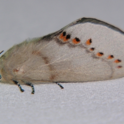 Pinara metaphaea (Pinara Moth) at Sheldon, QLD - 21 Sep 2007 by PJH123