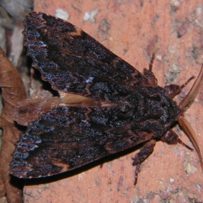 Sorama bicolor (Two-coloured Notodontid) at Sheldon, QLD - 21 Sep 2007 by PJH123