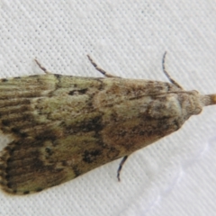 Unidentified Pyralid or Snout Moth (Pyralidae & Crambidae) at Sheldon, QLD - 21 Sep 2007 by PJH123