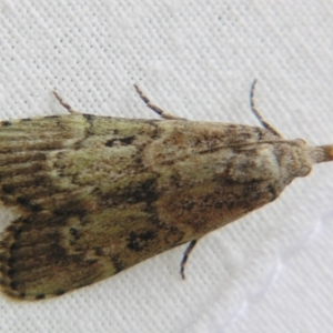 Heteromicta tripartitella at Sheldon, QLD - suppressed