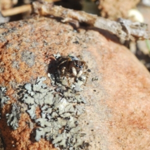 Maratus chrysomelas at Berridale, NSW - 11 Oct 2023