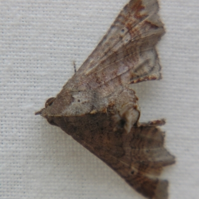 Targalla plumbea (Barred Euteliid) at Sheldon, QLD - 22 Sep 2007 by PJH123