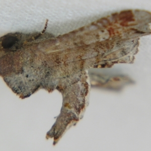 Targalla plumbea at Sheldon, QLD - suppressed