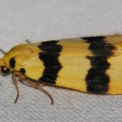 Termessa congrua (A Tiger moth (Lithosiini)) at Sheldon, QLD - 21 Sep 2007 by PJH123