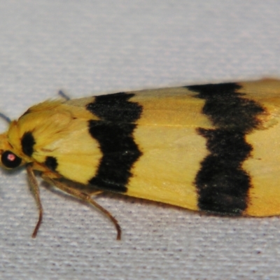 Termessa congrua (A Tiger moth (Lithosiini)) at Sheldon, QLD - 22 Sep 2007 by PJH123