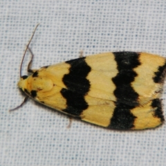 Termessa congrua (A Tiger moth (Lithosiini)) at Sheldon, QLD - 21 Sep 2007 by PJH123