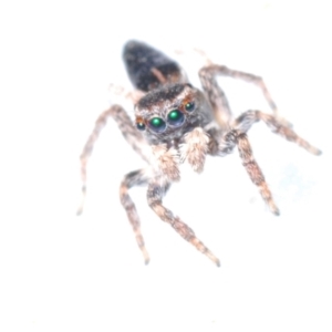 Maratus proszynskii at Berridale, NSW - suppressed